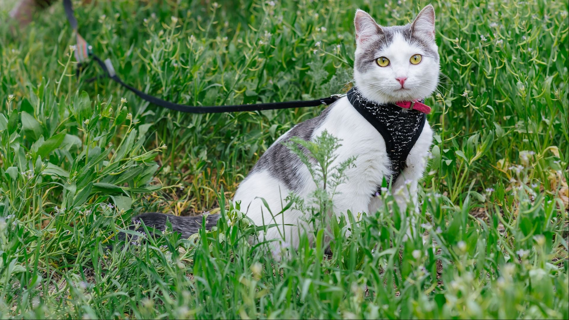 Arnés para gato: los 6 mejores modelos con los que cuidar a tu mascota