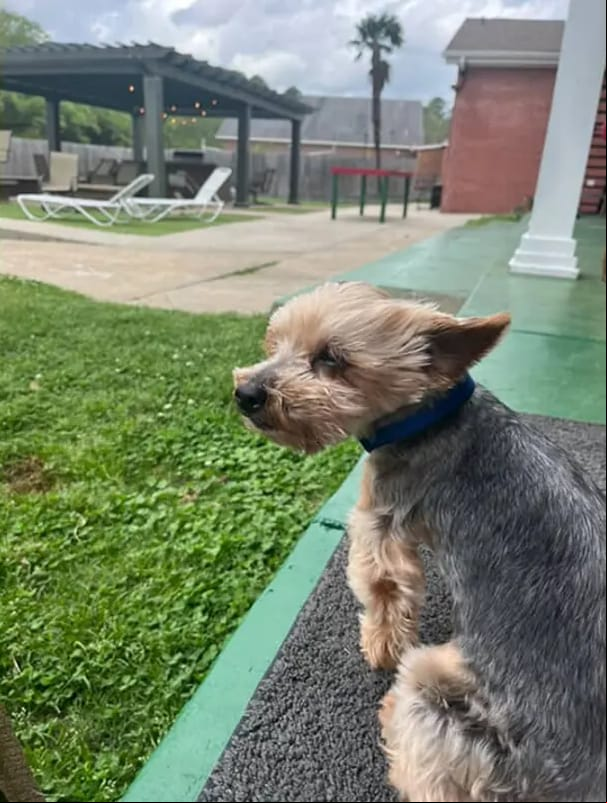 This tiny dog went missing for 5 years, then showed up at a frat house